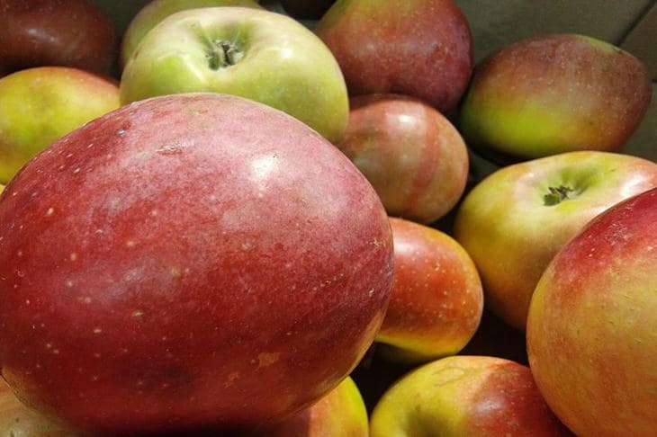 Защо са необходими ябълкови зрънца: как боклукът на масата се превръща в оцет в бутилка